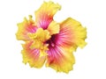 Colorful hibiscus flower isolated on white Royalty Free Stock Photo