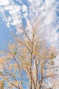 Colorful yellow maple autumn leaves almost bare tree during fall season in Dallas Royalty Free Stock Photo