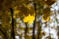 Colorful yellow maple leaves on the tree in autumn. Crown maple on a background of sun rays in autumn. Autumn foliage close-up Royalty Free Stock Photo