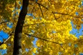 Colorful yellow maple leaves on the tree in autumn. Crown maple on a background of sun rays in autumn. Autumn foliage close-up Royalty Free Stock Photo