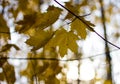 Colorful yellow maple leaves on the tree in autumn. Crown maple on a background of sun rays in autumn. Autumn foliage close-up Royalty Free Stock Photo