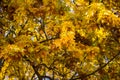 Colorful yellow maple leaves on the tree in autumn. Crown maple on a background of sun rays in autumn. Autumn foliage close-up Royalty Free Stock Photo