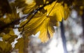 Colorful yellow maple leaves on the tree in autumn. Crown maple on a background of sun rays in autumn. Autumn foliage close-up Royalty Free Stock Photo