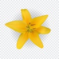 Colorful yellow naturalistic lily flower on transparent background. Vector Illustration Royalty Free Stock Photo