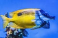 Colorful Yellow One Spot Foxface Fish Fish Waikiki Oahu Hawaii