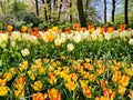 Colorful yellow, orange and white tulips flower bed,  spring park garden Royalty Free Stock Photo