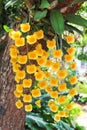 Colorful yellow orchid flowers group blooming on tree , Dendrobium lindleyi Steud Royalty Free Stock Photo