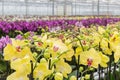 Colorful yellow orchid flowers growing in a greenhouse Royalty Free Stock Photo