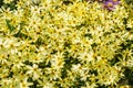 Colorful yellow and pale white daisybush flowers closeup Royalty Free Stock Photo