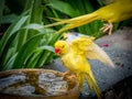 Colorful yellow parrot, standing on the bowl Royalty Free Stock Photo