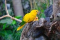 Colorful yellow parrot, Sun Conure Aratinga solstitialis, standi Royalty Free Stock Photo