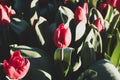 Amsterdam tulips in april Royalty Free Stock Photo