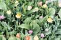 Amsterdam tulips in april Royalty Free Stock Photo