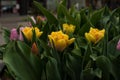 Amsterdam tulips in april Royalty Free Stock Photo