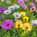 Colorful yellow, purple and pale white daisy bush flowers closeup