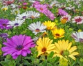 Colorful yellow, purple and pale white daisy bush flowers closeup Royalty Free Stock Photo