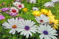 Colorful yellow, purple and pale white daisy bush flowers closeup Royalty Free Stock Photo