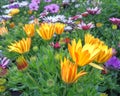 Colorful yellow, purple and pale white daisy bush flowers closeup Royalty Free Stock Photo