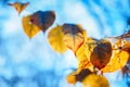 colorful yellow red autumn fall leaves on tree branches on blue sky background