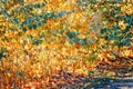 Colorful yellow red autumn fall leaves on tree branches, bushes, fall season, card wallpaper, textured background Royalty Free Stock Photo