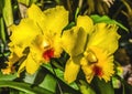 Yellow Red Cattleya Orchid Flower Honolulu Hawaii