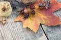 Colorful yellow and red dry maple leaf, dried flowers and plants