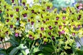 Colorful yellow red endrobium orchids flowers blooming with sunshine in garden natural outdoor background Royalty Free Stock Photo