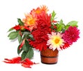 Colorful yellow, red needle dahlias in a ceramic mug, scattered petals isolated on white Royalty Free Stock Photo