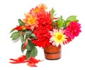 Colorful yellow, red needle dahlias in a ceramic mug, scattered petals isolated on white Royalty Free Stock Photo