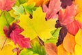 Colorful yellow, red, orange, green autumn leaves. Beautiful natural background Royalty Free Stock Photo
