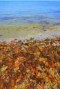 Colorful yellow red seaweed sea algae