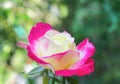 Colorful yellow rose flowers petal with dark pink edge blooming in nature garden Royalty Free Stock Photo