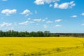 Colorful yellow spring rapeseed field on a sunny day with beautiful blue sky with white clouds Royalty Free Stock Photo