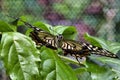 Colorful yellow swallowtail butterfly resing on a green plant staring straightr ahead. Royalty Free Stock Photo