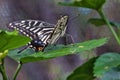 Colorful yellow swallowtail staring while resting on a green leaf.