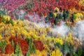 Colorful yellow trees autumn forest
