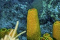 Colorful yellow tube sponge in caribbean sea