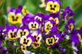 Colorful yellow violet pansy flowers Royalty Free Stock Photo