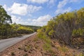 Yellow Flowers On Wattle Trees In Bloom