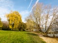 Colorful yellow weeping willow tree in autumn Royalty Free Stock Photo