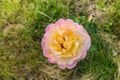 Colorful yellow-white rose in a garden. Royalty Free Stock Photo