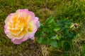 Colorful yellow-white rose. Royalty Free Stock Photo