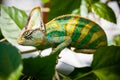 Colorful Yemen chameleon close up