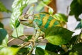 Colorful Yemen chameleon close up
