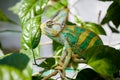 Colorful Yemen chameleon close up