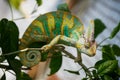 Colorful Yemen chameleon close up