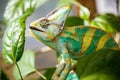 Colorful Yemen chameleon close up