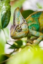 Colorful Yemen chameleon close up