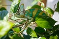 Colorful Yemen chameleon close up