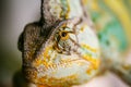 Colorful Yemen chameleon close up